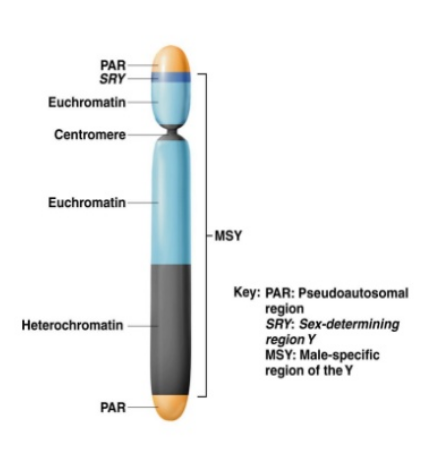 Y chromosome